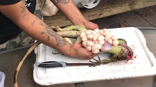 How to Catch kill and Clean a Florida Green Iguana for Survival Food [upl. by Aihpled458]