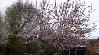 Hard rain and wind on apple blossom [upl. by Anelrahc]