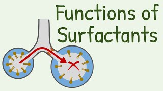 Functions of Surfactants in Alveoli [upl. by Aerahs]