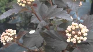 Physocarpus opulifolius Ninebark [upl. by Esilram507]