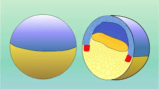 GASTRULATION OF AMPHIBIANS FROG PhDWallahGamer gastrulation amphibia [upl. by Bathelda]