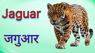 25 Names Of Wild Animals For Kids In English And Hindi  जंगली जीवो के नाम  kidssong [upl. by Yclehc]