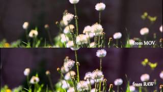 RAW test vs H264 MOV 1 [upl. by Kahl]