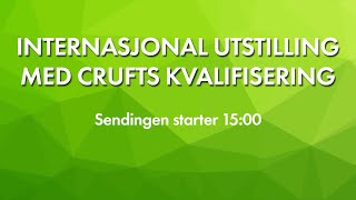 NKK Sandefjord 2024  Internasjonal utstilling med crufts kvalifisering [upl. by Brill175]