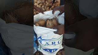 Coconut full condition Semi husked brown colour  A R Coconut Traders [upl. by Amme]