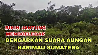 SAAT MANCING DI HUTAN TERDENGAR SUARA HARIMAU SUMATERA [upl. by Alston911]