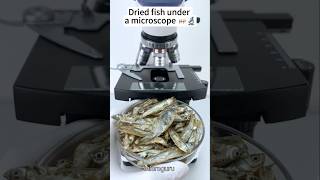 Dried fish under the microscope microscope [upl. by Frulla]