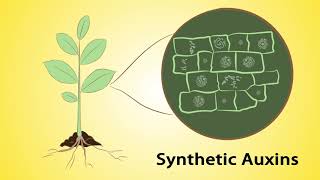 Mode of Action Part 1 Herbicides and Insecticides Hindi [upl. by Darnell]