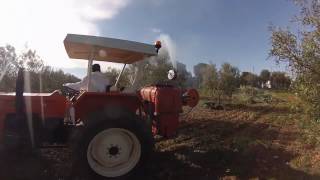 CASOTTI  EN KEYİFLİ ZEYTİN AĞACI İLAÇLAMA YÖNTEMLERİNDEN BİRİ 🌳 🌳 🌳 🚜 [upl. by Emlyn]