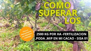 Como superar los 2500 kg por Ha en mi cacao fertilización Poda MIP y Abonos foliaresSisa01 [upl. by Shwalb]