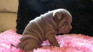 Chinese Shar Pei Lilac Female [upl. by Atikir]