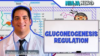 Metabolism  Regulation of Gluconeogenesis [upl. by Aitercul]