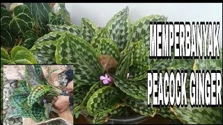 CARA MEMPERBANYAK BUNGA PEACOCK GINGER  KAEMPFERIA [upl. by Goddard]