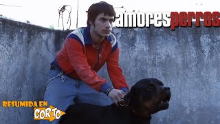 Amores Perros Resumida en Corto  RESUMEN [upl. by Kristofer]