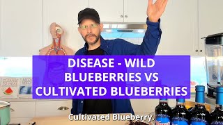 Disease  Wild Blueberries Vs Cultivated Blueberries [upl. by Yanahc886]