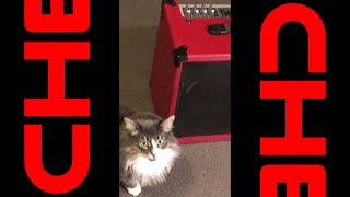 Behringer K900FX keyboard amp restoration feat cat [upl. by Oibesue]