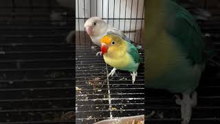 African lovebirds 🐦 africanlovebirds africanlovebirdbreeding lovebirds birds ytshorts shorts [upl. by Cecilia]