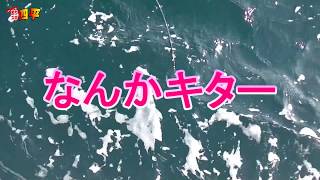 女子の力で大物魚を釣りあげる310話目 [upl. by Ruddie]