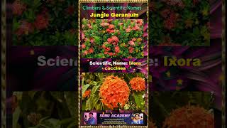 Geranium geranium 🍀💮🏵️🌸video youtubeshorts shortsfeed shorts videoviral shortvideos [upl. by Bish]