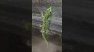 Giant Day Gecko  Eyelash geckos mating  Pacman Frog Bathing 🐸🦎🐊 [upl. by Svoboda]