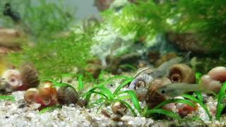 Guppies Ramshorn snails planted aquarium [upl. by Tani]