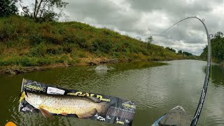 Insane Sooty Grunter Fishing amp HUGE SARATOGA PART 1 of 2 [upl. by Ppik]