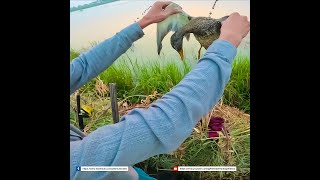 Gadwall Hen birds duckhunt birdhunting wildlife waterfowl viralvideo villagelife viralshort [upl. by Lemhaj340]