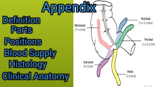 Appendix  Vermiform Appendix [upl. by Yenahs]