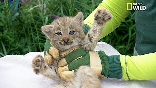 Trop chou  Examen de 4 bébés lynx [upl. by Aerdna]