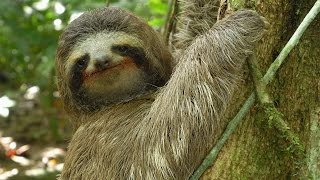 Threetoed Sloth The Slowest Mammal On Earth  Nature on PBS [upl. by Lynelle]