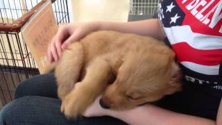 Japanese Golden Retriever Puppy [upl. by Nivlag]