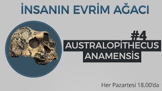 Australopithecus anamensis  İnsanın evrim ağacı 4 [upl. by Soni961]