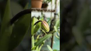 Phragmipedium Cardinale 물을 굉장히 좋아하고 빛도 중광정도면 잎장이 빛이날 정도로 잘 자란다 순차적으로 여러 개의 꽃을피운다 [upl. by Iosep]