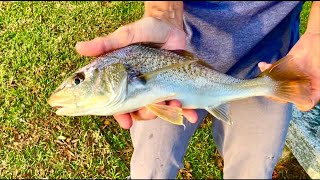 Fish in the brackish water community pond [upl. by Elicia]