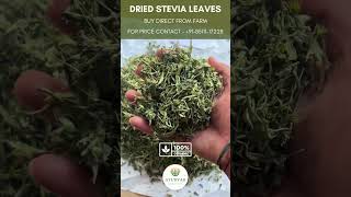 DRIED STEVIA LEAVES  100 ORGANIC STEVIA  EXPORT QUALITY  BULK ORDERS AVAILABLE [upl. by Hamilah961]