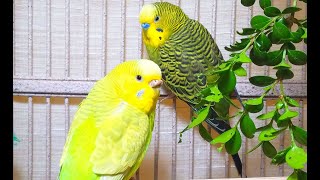 35 Hr Budgies Chirping Parakeets Sounds Reduce Stress  Relax to Nature Bird Sounds [upl. by Cumine202]