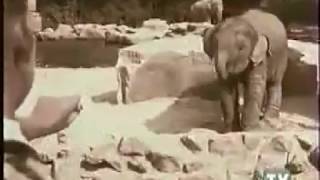 Nestle Rolo  Elephant Commercial  Advert 1996 [upl. by Edie]