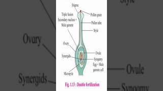 Development of Male amp female gametophytes amp Double FertilizationBiologycbse neet education bio [upl. by Suoiradal]