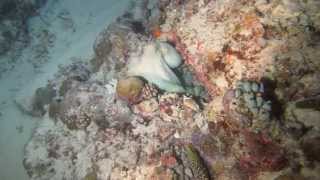 Octopus vs Moray eel fight in Veligandu North Part One [upl. by Kenneth207]