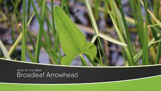 Weed of the Week 1172 Broadleaf Arrowhead Air Date 92020 [upl. by Twum]