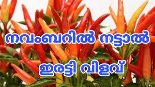 നവംബറിൽ നട്ടാൽ ഇരട്ടി വിളവ് November Masa Krishi Malayalam  Krishi Master [upl. by Anelrats]