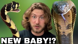 Baby KING COBRA needs Help [upl. by Eichman]