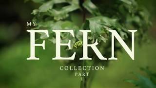 My Fern Collection Part 1 [upl. by Annehs355]