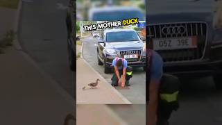 These policemen rescued the ducklings from the drain 🥹💕 shorts [upl. by Ynagoham]