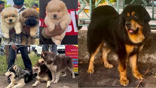 Panchkula Dog Show ‼️ Best KCI Show 🐕 Cheapest Puppy Market 🔥Awesome quality dogs  Dhanoa kennel ❤️ [upl. by Issim]