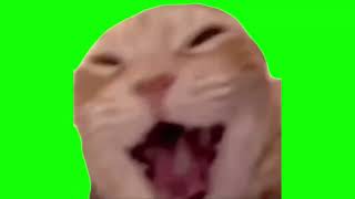 Green Screen Laughing Cat Meme [upl. by Refinnej878]