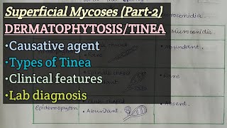 Dermatophytosis  Causative agent  Types of Tinea  Clinical Feature  Lab diagnosis [upl. by Rayford]