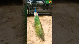 peacok🦚😍 peacockvoice birds mor mayur peacockrangoli peafowl nature pets animal morpankh [upl. by Renata]