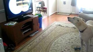 My dog Colby sings to CSI theme song [upl. by Maryanna]