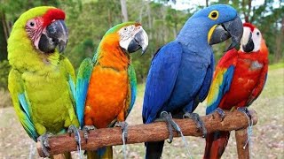 8 Most Beautiful Macaws on Planet Earth [upl. by Le965]